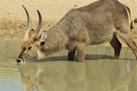 Waterbuck - Fascinating Africa