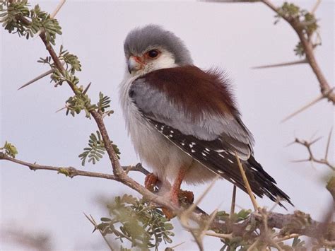 African Pygmy Falcon – Ayaz's Birds and Exotics