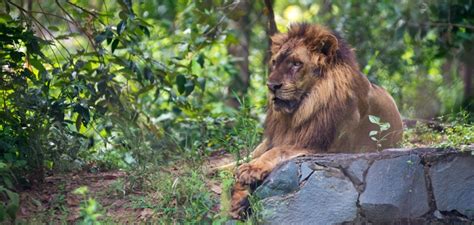 Cambodia Wildlife Experiences – How to Enjoy Ethical Animal Encounters