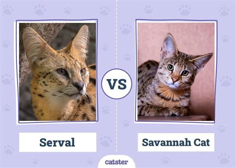 Serval vs. Savannah Cat: Vet-Reviewed Key Differences (With Pictures) - Catster