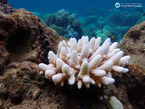 After bleaching, Great Barrier Reef corals aren’t bouncing back quickly | Ars Technica