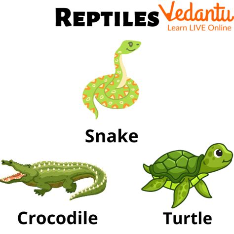 Reptilia Examples