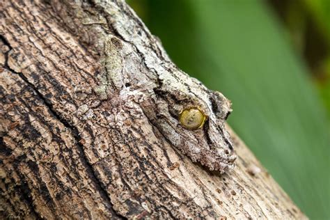 A Camuflagem é Uma Adaptação Extremamente Importante Para Alguns Animais