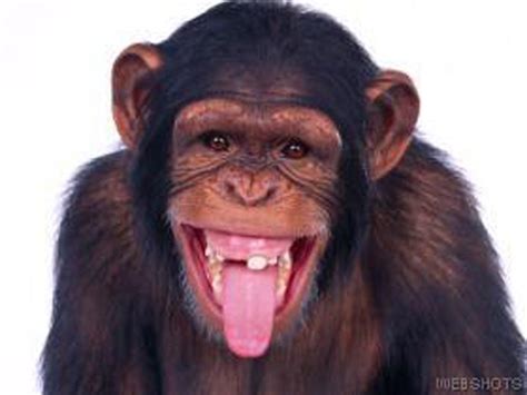 Funny Animals: Funny Chimp Face