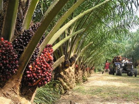 Perkebunan Kelapa Sawit Terbesar di Indonesia Dimana Saja?