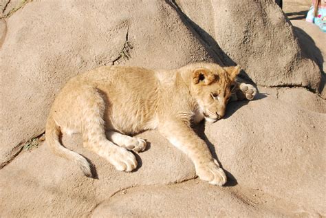 Lion Park, Gauteng | The Lion Park was first established in … | Flickr