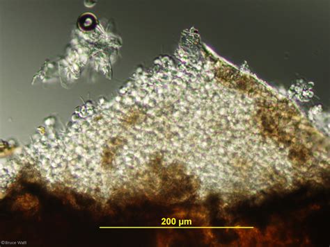 Pear - Fabraea Leaf Spot - Cooperative Extension: Insect Pests, Ticks and Plant Diseases ...