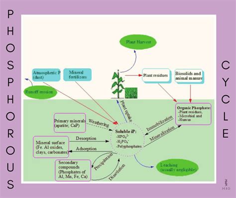 Steps involved in Phosphorous cycle - My Biology Dictionary