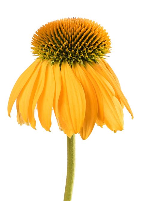 Yellow Coneflower Info: How To Grow Yellow Coneflower Plants In The Garden