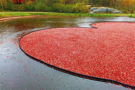 This incredible cranberry farm near Toronto is the perfect fall day ...