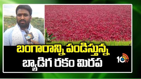 Byadgi Chilli Farming : బ్యాడిగ మిర్చి సాగు.. మిర్చి అ‘ధర’హో! | Byadgi chilli farming ...