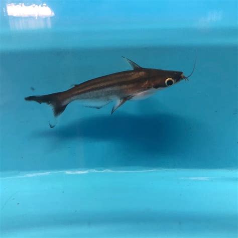 Iridescent shark for sale - Exotic Fish Shop - 774-400-4598