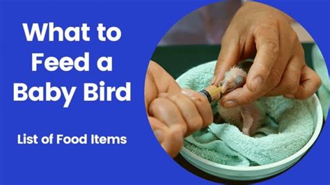 What To Feed a Baby Bird – What To Feed Baby Birds