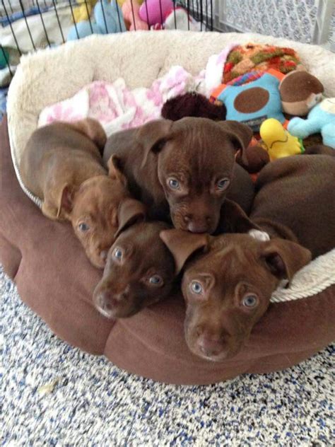 Brown Pitbull Lab Puppies