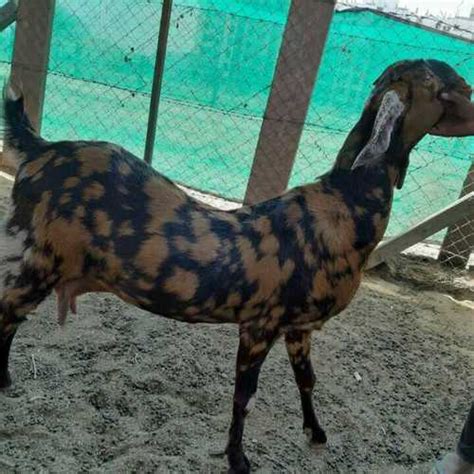 Available In Multicolour Sirohi Female Goat at Best Price in Ajmer | Raj Goat Farm Ajmer