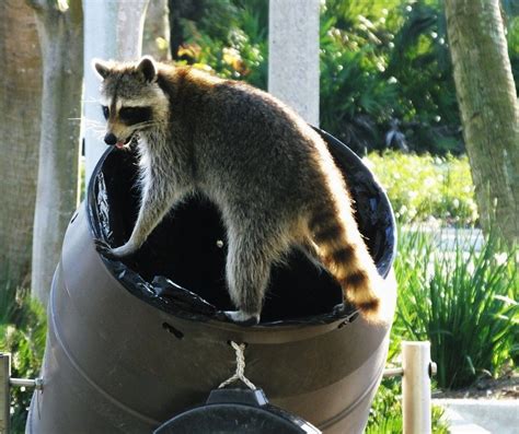 Raccoons may look cute but they can be a real pest in both rural and urban environments. Learn ...