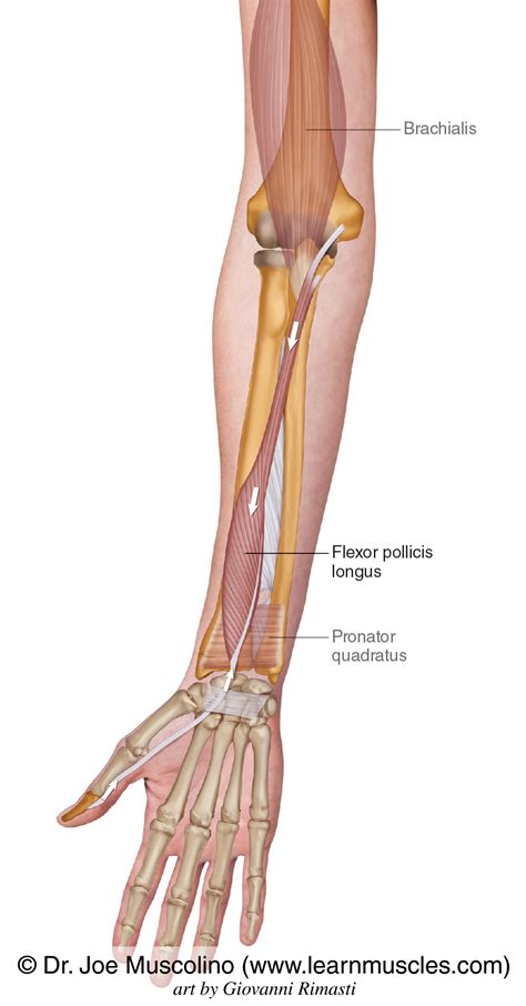 Flexor Pollicis Longus Cadaver