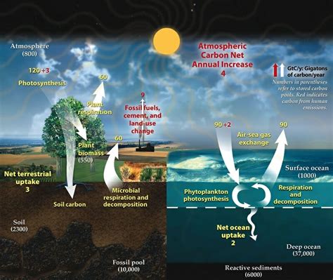 How Are Oceans Involved in the Carbon Cycle | Biology Dictionary