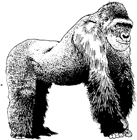 free clip art gorilla - Clip Art Library