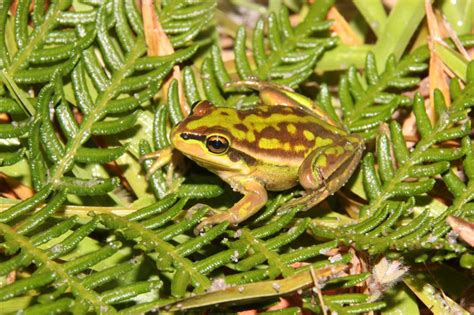 Green and Golden Bell Frog | Grasslands