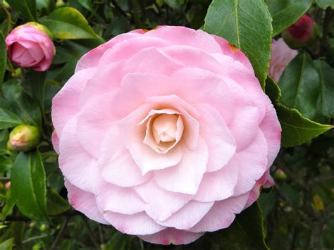 A Japanese Camellia with Lovely Formal Double Pink Flowers, Opening in ...