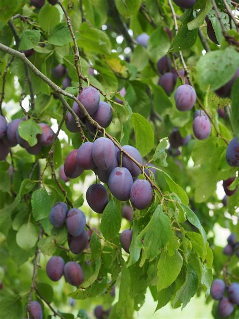 Banco de imagens : árvore, ramo, plantar, fruta, baga, flor, roxa, Comida, produzir, azul ...