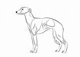 Greyhound Whippet Stock Illustrations – 518  sketch template