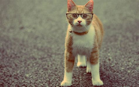 animals, Cats, Felines, Glasses, Humor, Funny, Cute, Eyes, Face, Whiskers Wallpapers HD ...