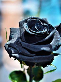 Symbolism of Black Rose: What Does it Mean?