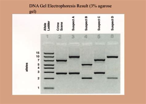 Electrophoresis Results