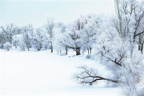 Nature Hoar Frost Forest Winter by Yinyang