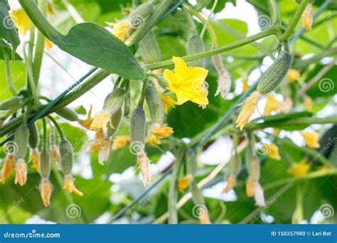 Large Yellow Cucumber Flower, Cucumber Vine with Small Fruits, Lush ...