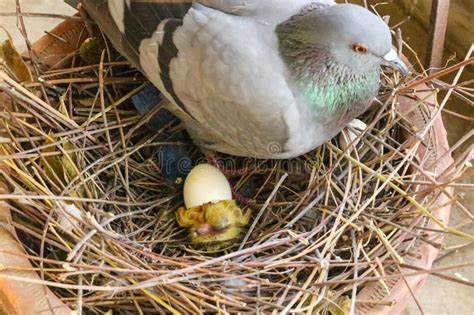 Pigeon Sitting in Nest with Eggs Baby Pigeon Hatching Out Stock Photo ...