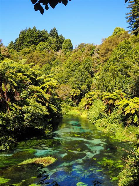 Blue springs putaruru the te waihou walkway – Artofit