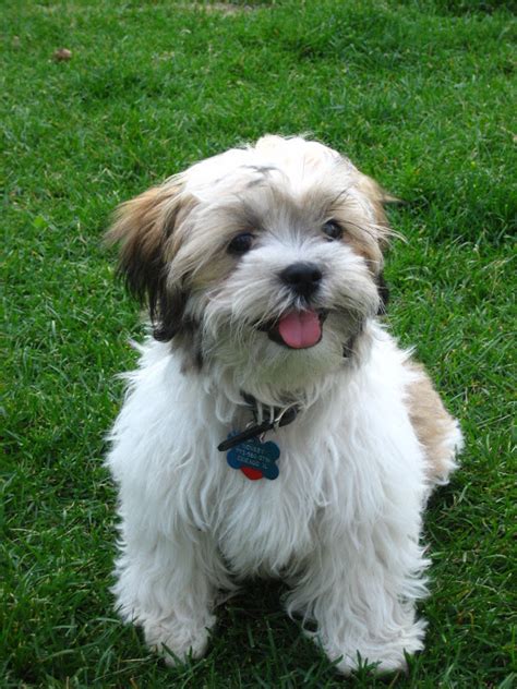 All about Shichon (zuchon) dog - a Shi Tzu 石姿 Bichon Hybrid puppy: Shichon on grass