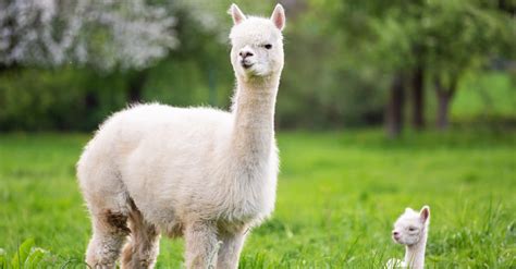 10 Incredible Alpaca Facts - A-Z Animals