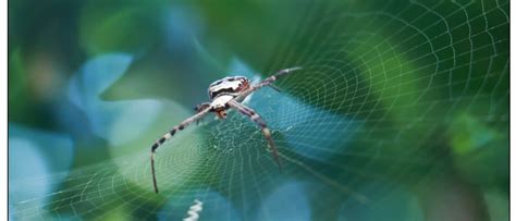 Flying Spiders: Where They Live - AZ Animals