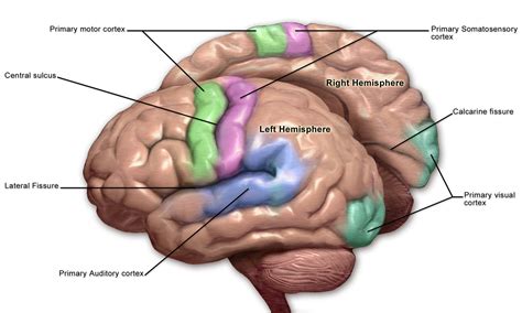 File:Blausen 0103 Brain Sensory&Motor.png - Wikimedia Commons