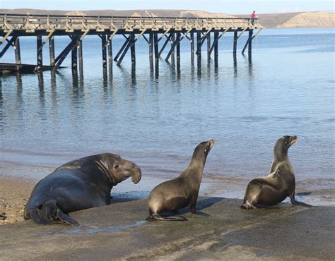 Seal vs. Sea Lion: Your Guide to Knowing the Difference | The Marine ...