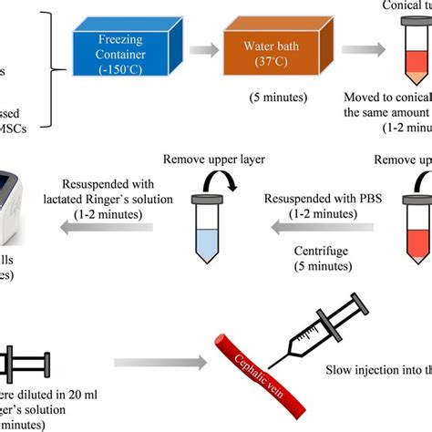 A diagram of the stem cell injection preparation process | Download Scientific Diagram