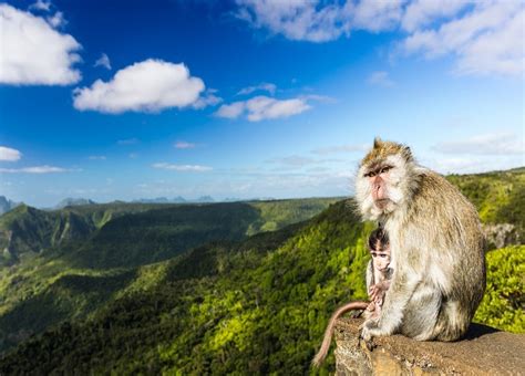 Black River Gorges | Visitors Guide to Mauritius | Mauritius Island