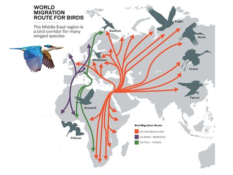 What Saudi Arabia, neighbors are doing to protect bird migratory routes in the Middle East ...