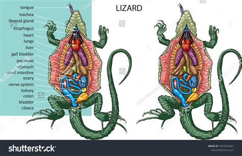 Lizard Internal Anatomy