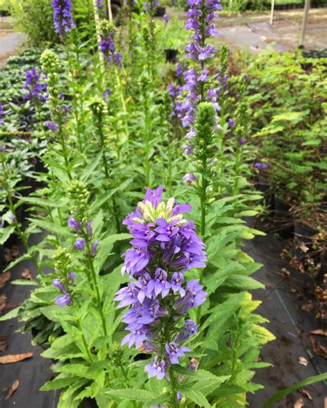 Lobelia siphilitica Great Blue Lobelia - Mail Order Natives