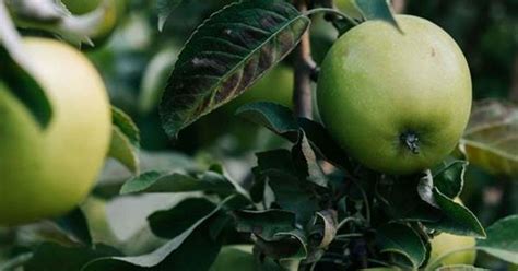 How To Grow Deciduous Fruit Trees | Australian House and Garden