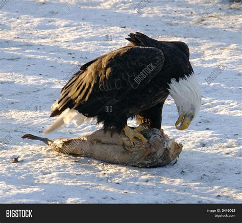 Bald Eagle Eating Image & Photo | Bigstock