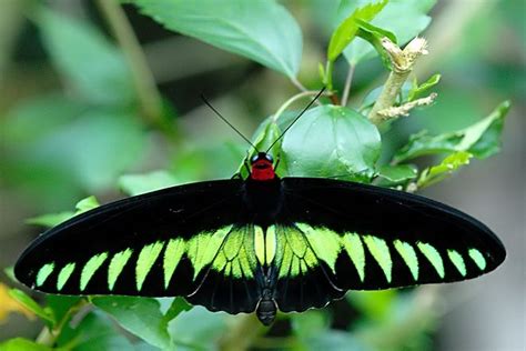 Rajah Brooke's Birdwing Butterfly | Schmetterling