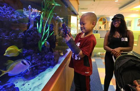 St. Louis Children's Hospital aquariums make kids smile, keep workers up to their gills in ...