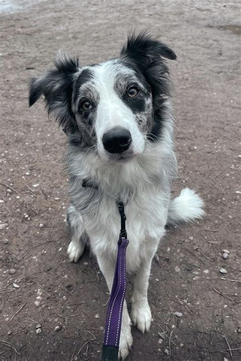 Merle Border Collie Guide: Blue Merle, Red Merle & Slate Merle