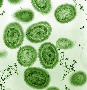 Cianobacterias _ AcademiaLab